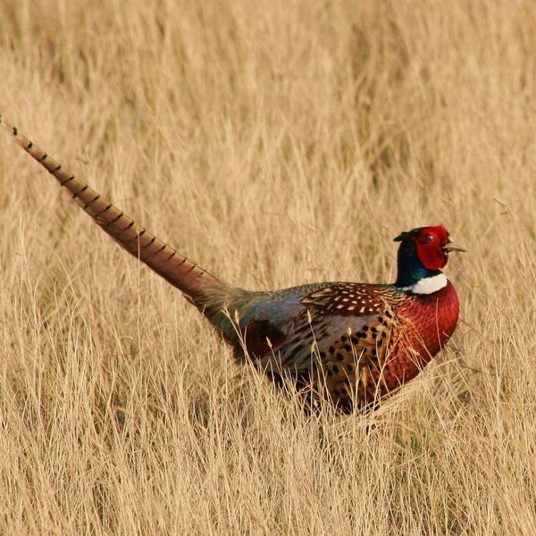 Société de chasse Saint-Cyprien/Vars